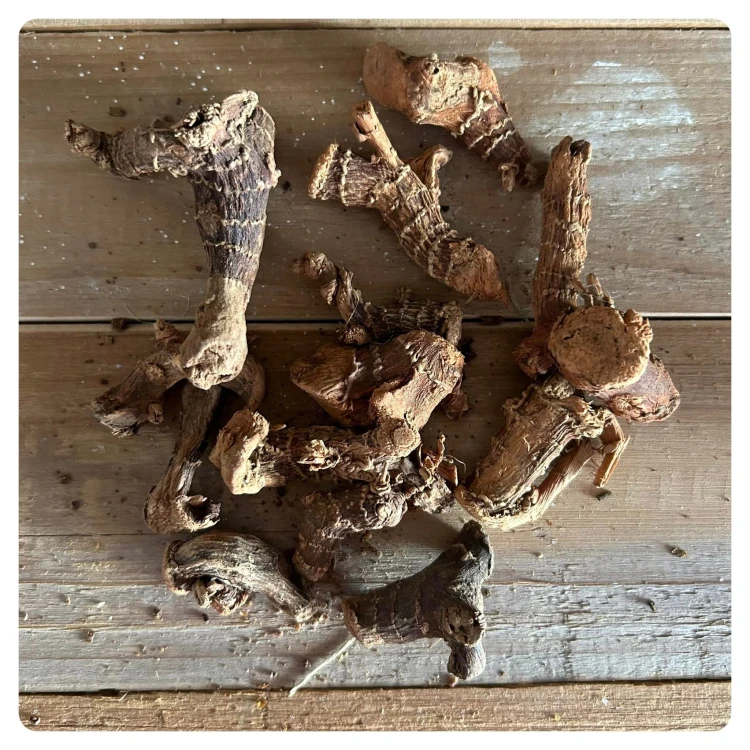 Galangal susz naturalny korzonki dekoracyjne