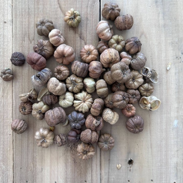 suszki mini naturalne dynie