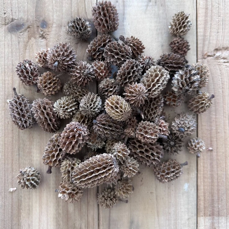 Suszki mini szyszki 30 sztuk