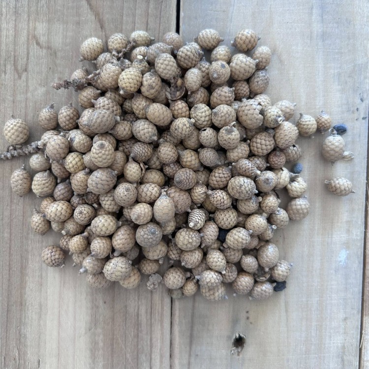 Suszki mini maluszki szyszki 200 sztuk