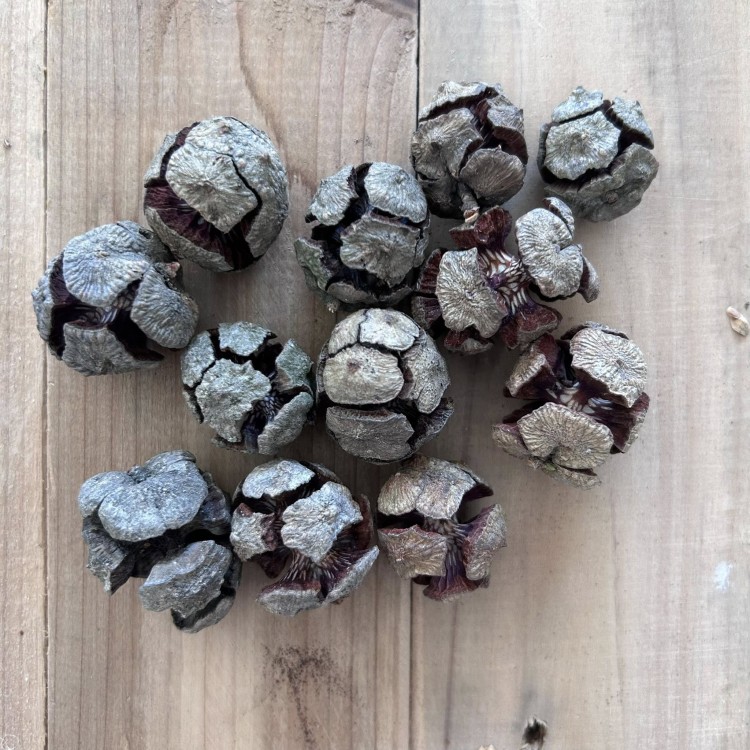 Suszki duże szyszki 12 sztuk